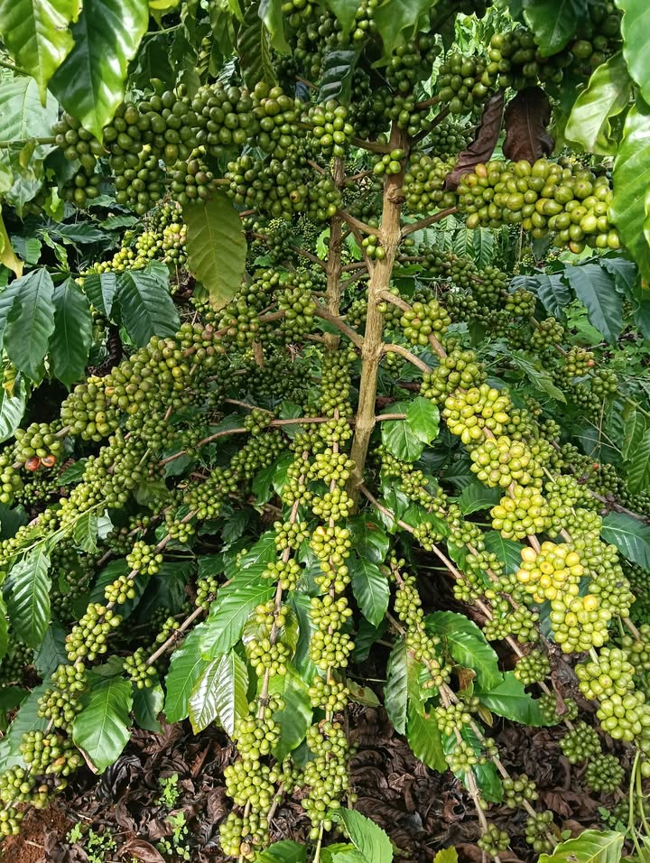 Đất Farm Phúc Hợp Lâm Hà 18.000m² giá 3.7 tỷ - Cơ hội đầu tư tuyệt vời!