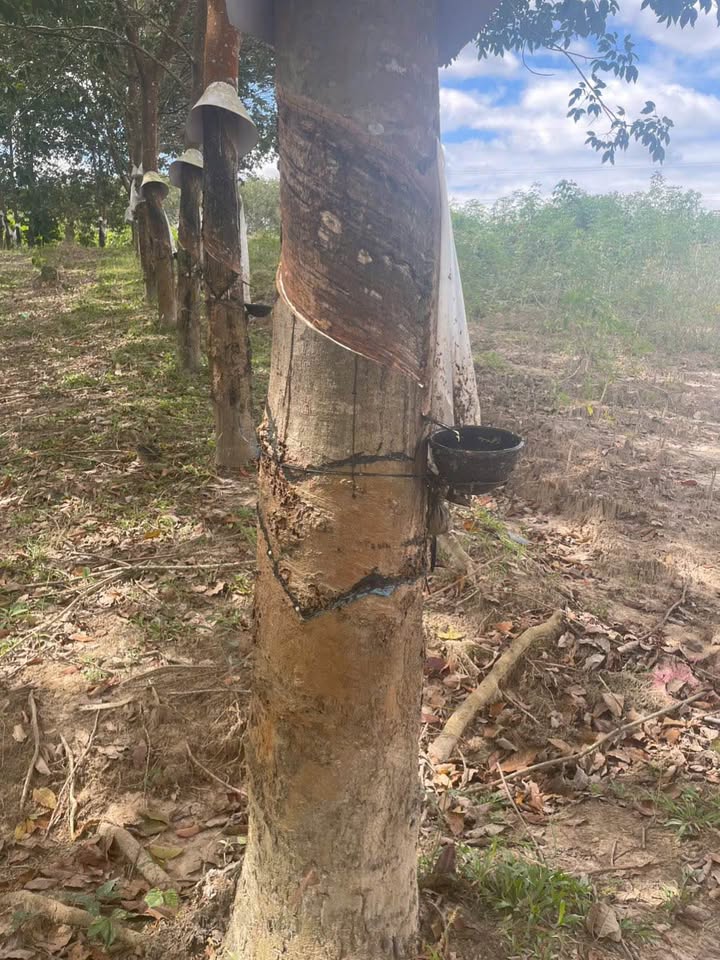 Farm rẫy cao su Đoàn Kết, Kon Tum 80.000m² - Đầu tư sinh lời ngay!