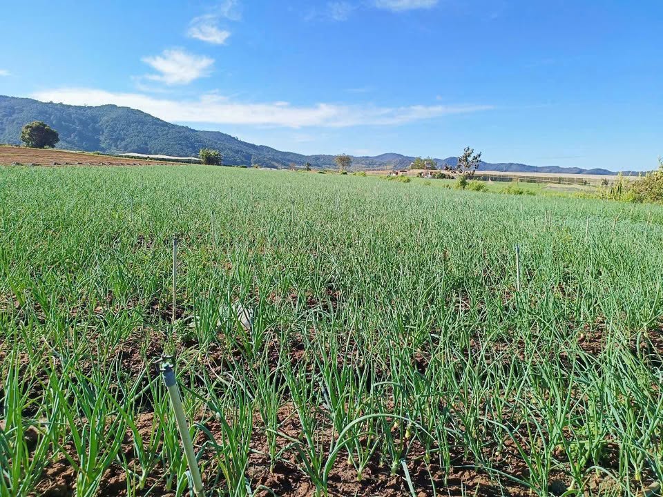 Đất nền Quảng Lập, Đơn Dương 53.000m² giá 1.9 tỷ - Sổ hồng chính chủ