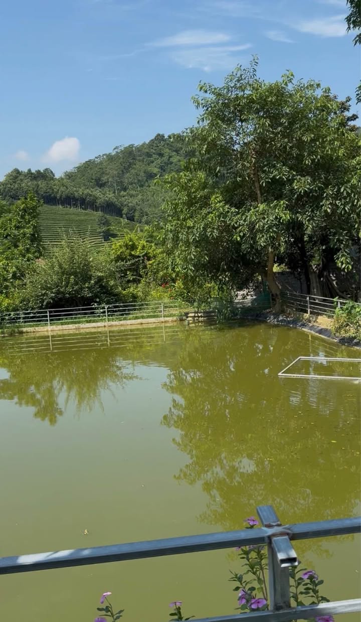 Trang trại Phong Hải Bảo Thắng 10.000m² - Đầu tư sinh lời & Tận hưởng cuộc sống!