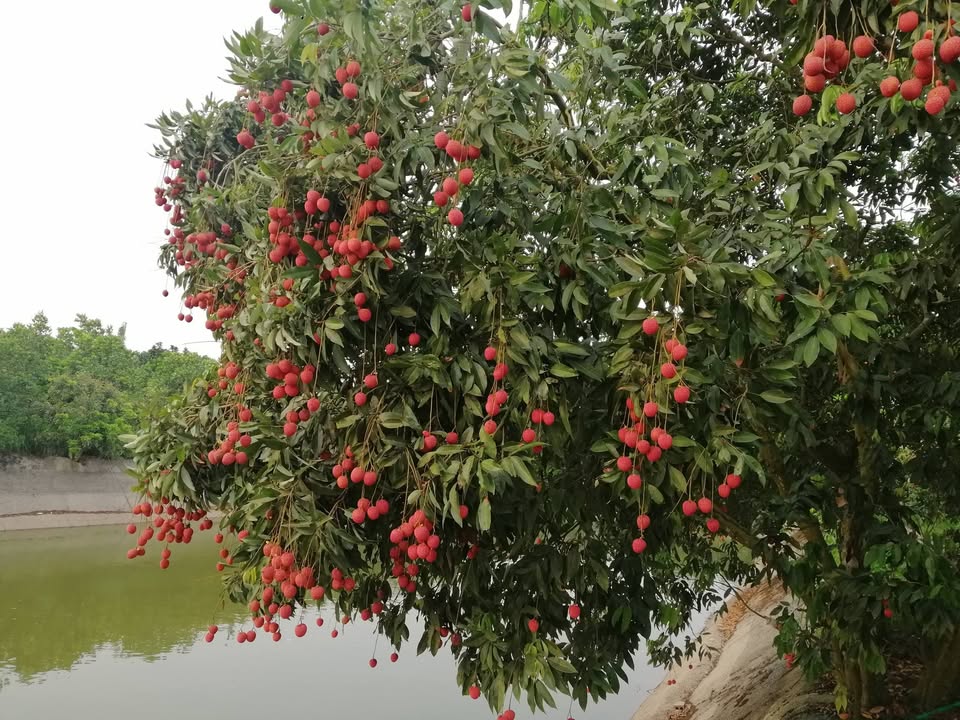 Trang trại cho thuê tại Phan Sào Nam, Hưng Yên - Diện tích 20.000m², thỏa thuận giá tốt!