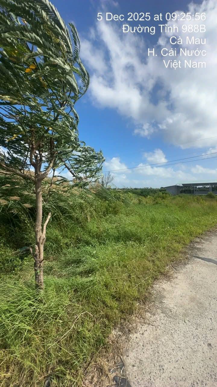 Đất nền Hưng Mỹ Cà Mau 3000m² giá 1.5 tỷ - Sổ hồng riêng, mặt tiền rộng!