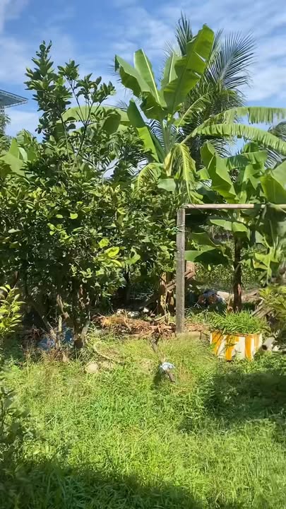 Biệt thự nhà vườn 900m² tại Ứng Hoè Ninh Giang - Giá chỉ 4 triệu/m²