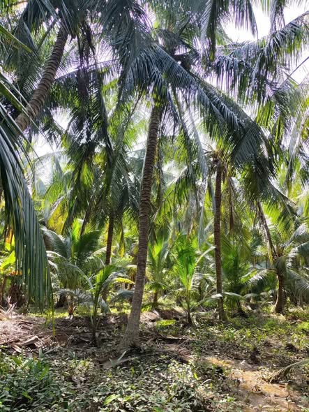 Đất và Nhà Tân Thành Bình Vĩnh Long 4750m² giá chỉ 430 triệu - Cơ hội đầu tư tuyệt vời!