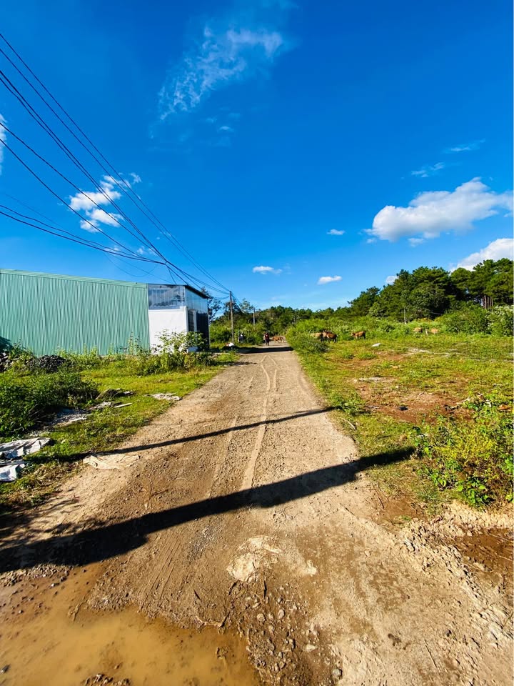 Đất hẻm oto Thống Nhất, Pleiku 115m² giá 890 triệu - Gần trường THPT Hoàng Hoa Thám!