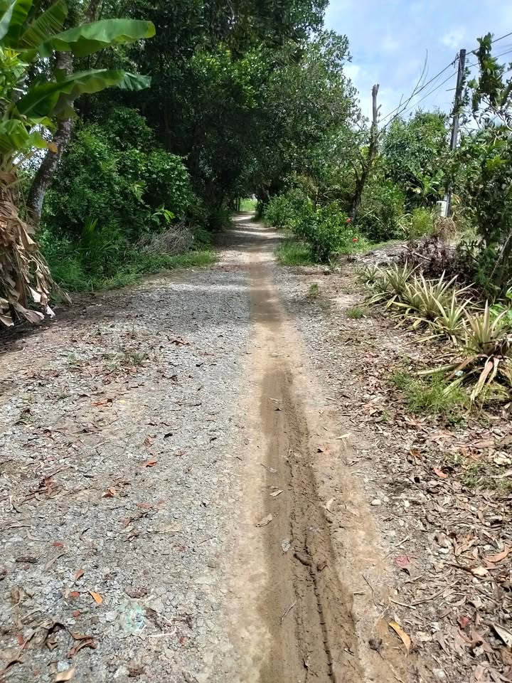 Đất ruộng 8.000m² tại ấp Tân Lợi, xã Giục Tượng - Giá chỉ 1.12 tỷ VND!