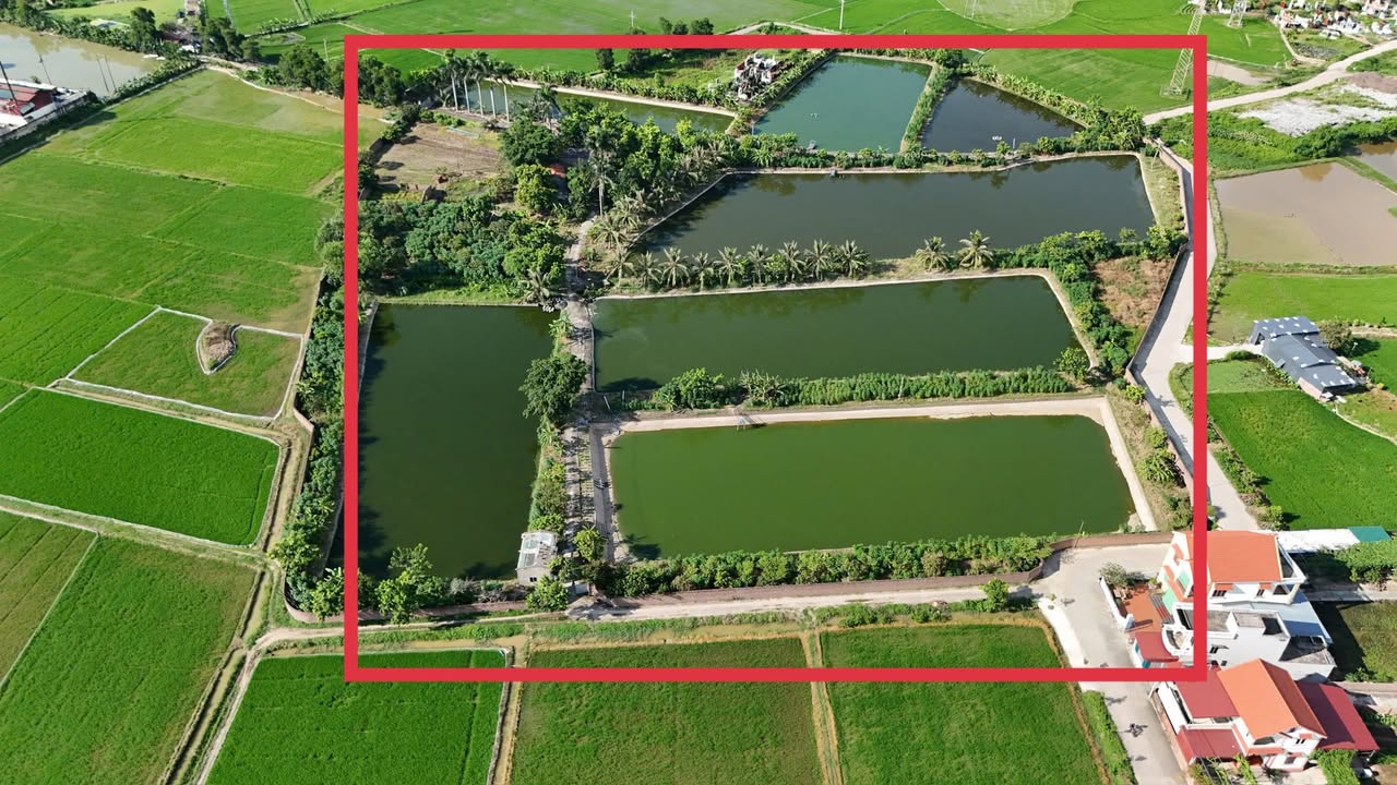 Farm 3 hecta tại Tân Dân, Chí Linh - Tiềm năng kinh doanh lớn!