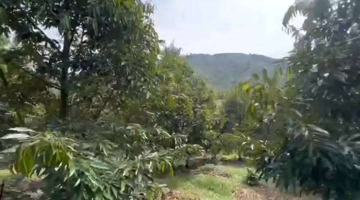 Đất vườn 1,1ha xã Đoàn Kết, Đạ Huoai giá chỉ 4 tỷ - Sổ đỏ chính chủ!