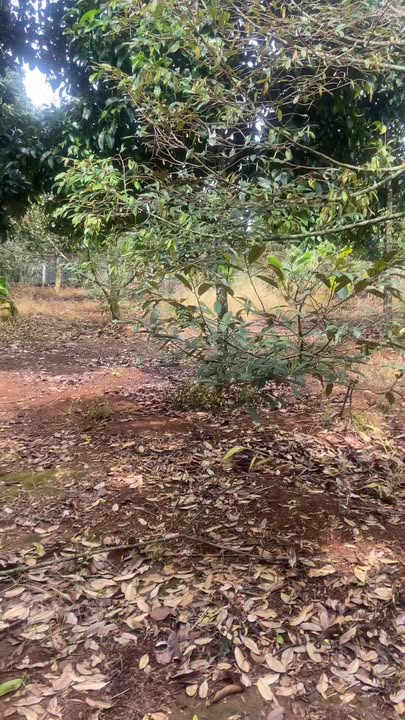 Đất vườn 1700m² tại Bảo Bình, Cẩm Mỹ - Giá chỉ 950 triệu/m²!