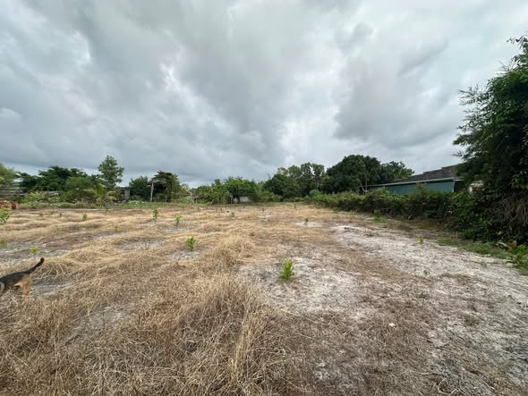 Đất vàng 36x40m (1440m²) tại Tân Tiến, La Gi - Đầu tư thông minh chỉ 2.88 tỷ!