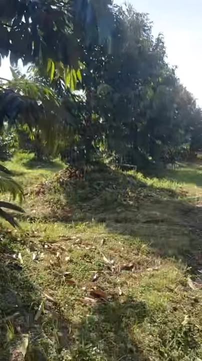 Đất nông nghiệp Mỹ Đức Tây 47.520m² giá 5 tỷ - Đường xe ô tô vào tận nơi!