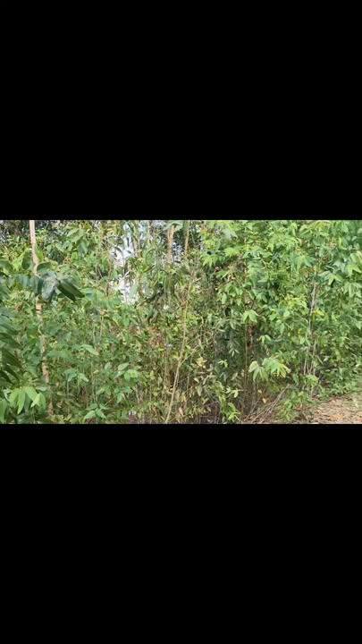 Đất nông nghiệp 11.000m² tại Thạnh Mỹ, Tân Phước - Đầu tư sinh lời hấp dẫn!