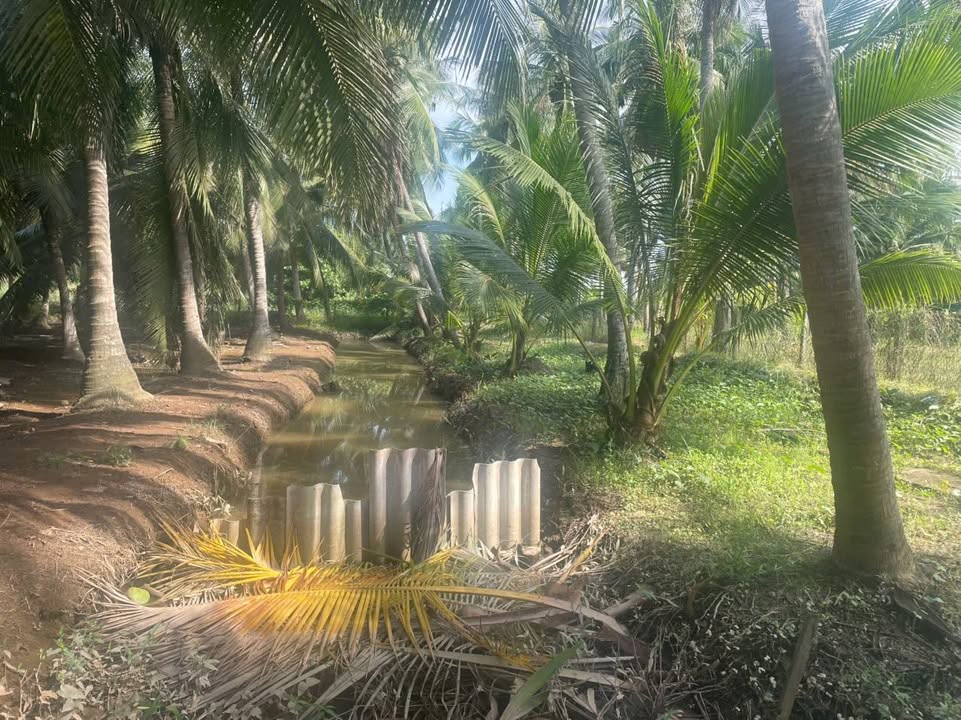 Farm vườn dừa Tân Thới, Tân Phú Đông 3600m² giá 2.7 tỷ - Cơ hội đầu tư hấp dẫn!
