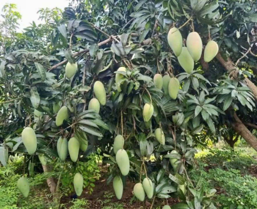 Đất Farm Lộc Khánh 2880m² giá 1.25 tỷ - Đang thu hoạch xoài