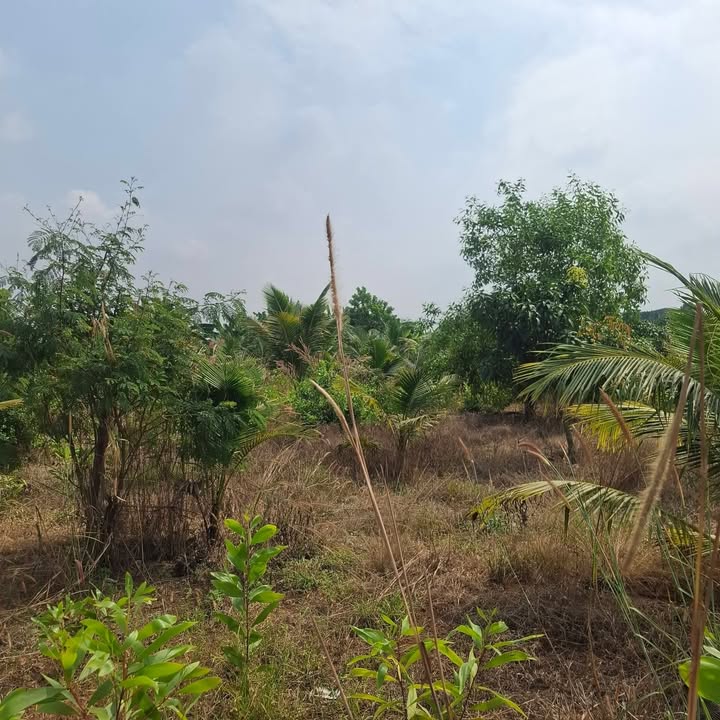 Đất vườn Vĩnh An, Vĩnh Cửu 4000m² giá 1.62 tỷ - Cơ hội đầu tư tuyệt vời!