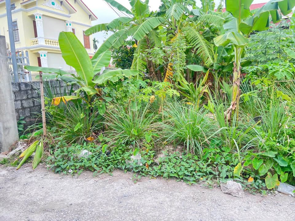 Đất nền Hoa Động Hải Phòng 100m² giá 3.2 tỷ - Đầu tư tiềm năng ngay sát trục chính!