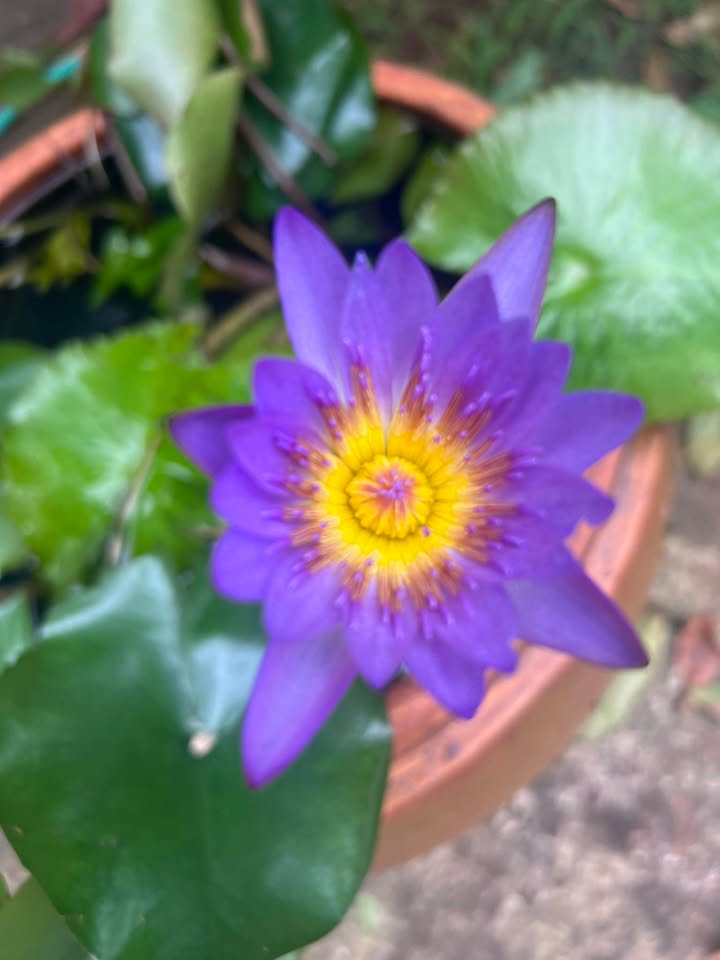 Đất nền đường Nguyễn Văn Trỗi, Buôn Ma Thuột 50m² - Giá tốt, cơ hội đầu tư!