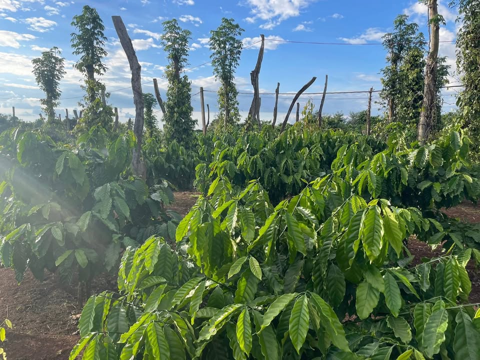 Bán rẫy 3 sào đất đỏ bazan tại xã Dliê Yang, Ea H'leo, Đắk Lắk - Giá chỉ 1.15 tỷ VND!