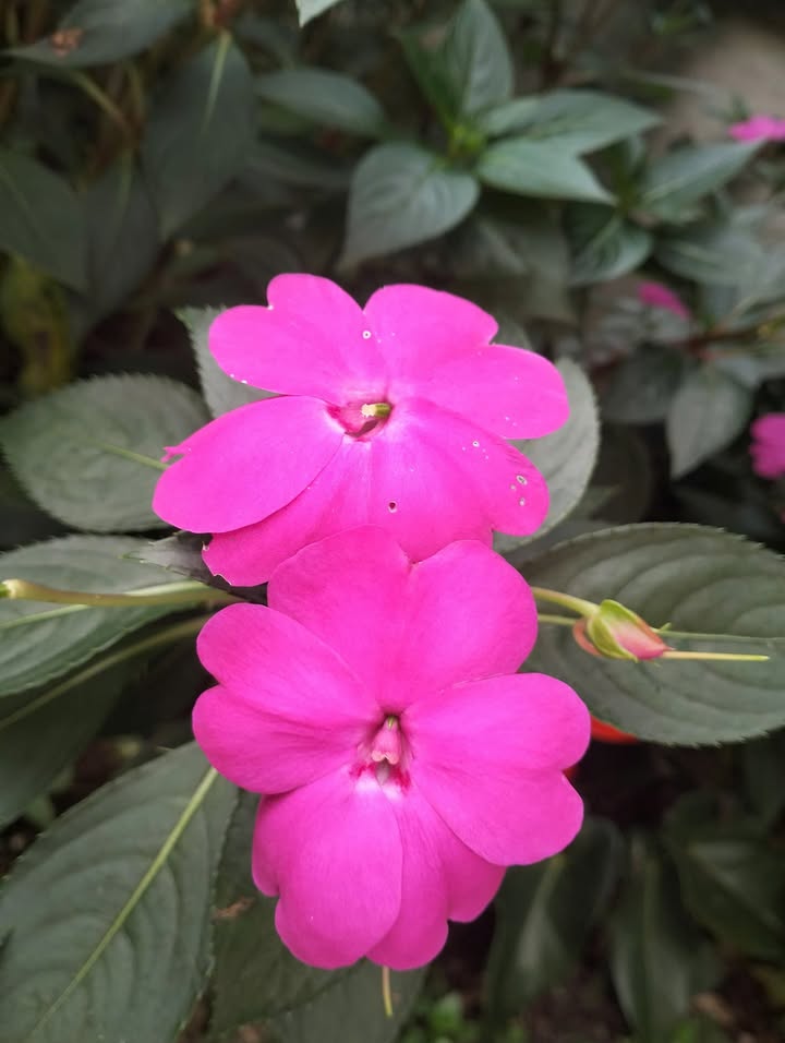 Cho thuê shophouse The Botanica 60m² giá 30 triệu - Mặt tiền đẹp, kinh doanh thuận lợi!