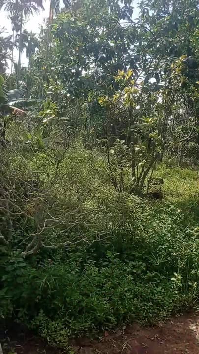 Nhà vườn Tam Ngọc 372m² giá 1.1 tỷ - Chính chủ bán gấp!