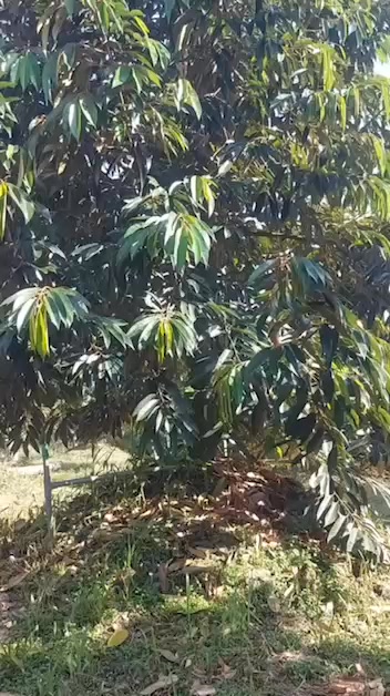 Đất nông nghiệp 13.200m² tại Mỹ Đức Tây, Cái Bè - Giá 5 tỷ, xe ô tô vào tận nơi!