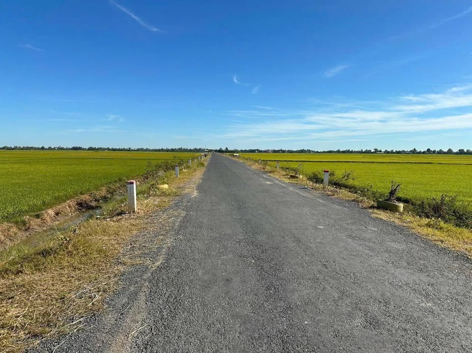 Đất ruộng 11.000m² xã Bình Phú, huyện Tân Hồng - Giá thương lượng hấp dẫn!