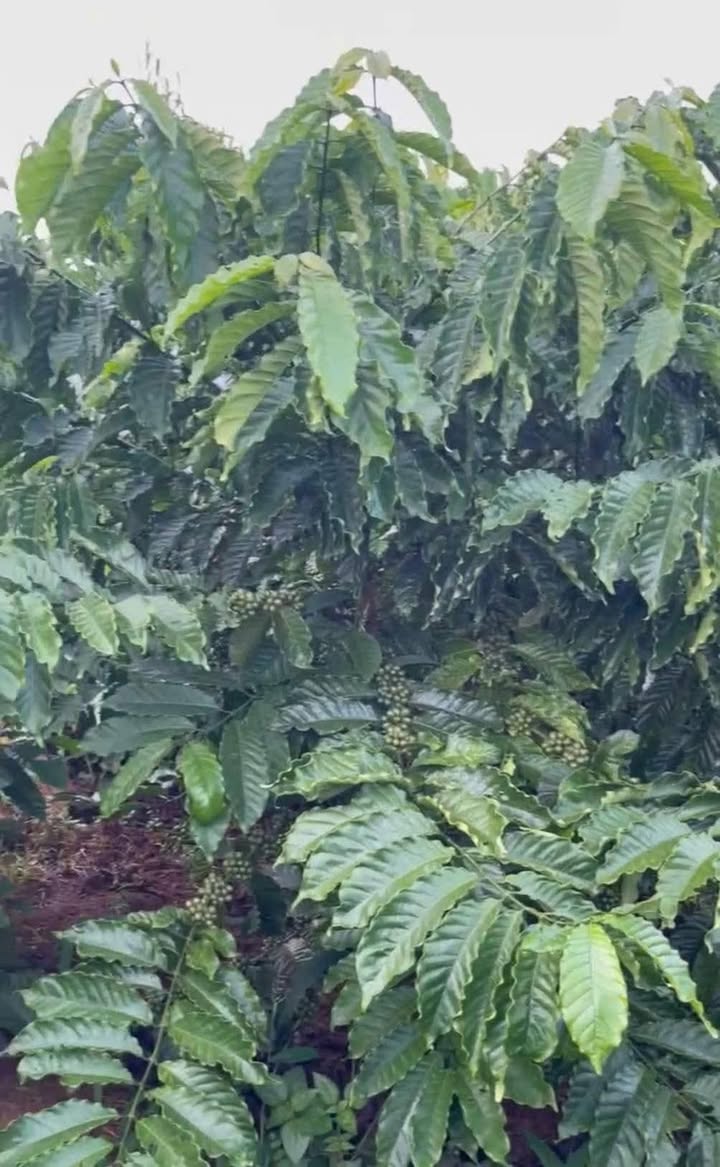 Bán lô rẫy cafe 1800m² tại Ea Blang, Buôn Hồ - Đầu tư sinh lời ngay!