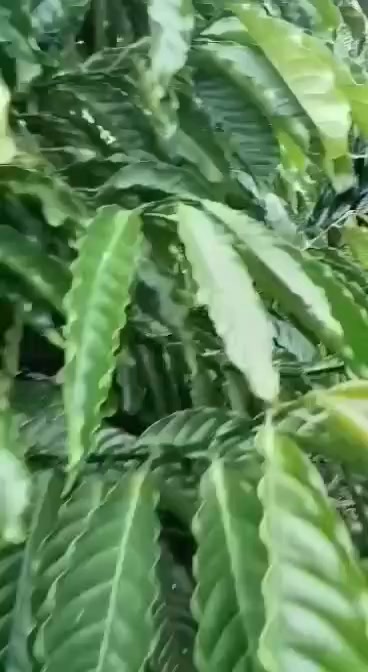 Đất Tân Văn Lâm Hà 4000m² giá chỉ 1.8 tỷ - Pháp lý rõ ràng!