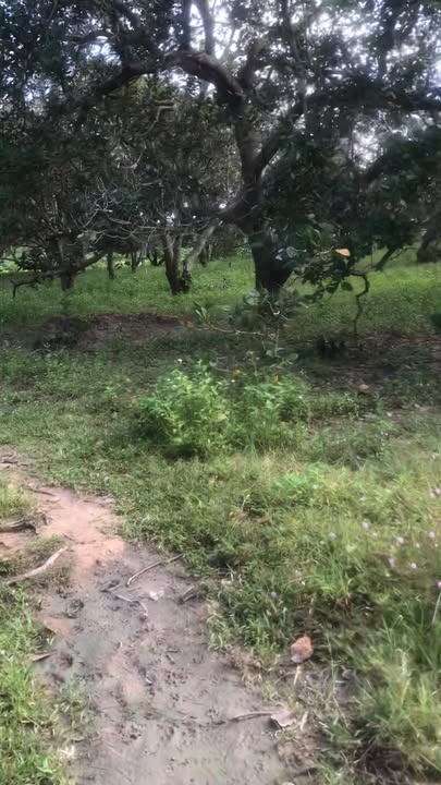 Đất nền 7.000m² tại Cư Ni, Ea Kar - Giá thỏa thuận, sổ đỏ chính chủ!