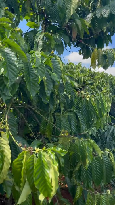 Farm 1.6ha tại Ea Khal, Đắk Lắk giá chỉ 1.45 tỷ - Đầu tư sinh lời ngay!