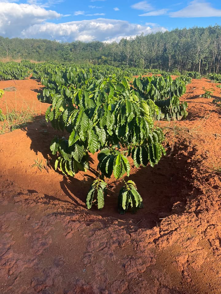 Đất Farm 1.7ha tại xã Ia Kreng, Chư Păh, Gia Lai - Giá chỉ 450 triệu VND!