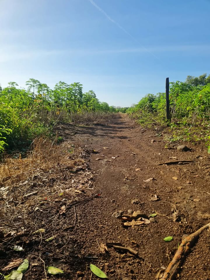 Đất nền Suối Nghệ, Châu Đức 1000m² giá 900 triệu - Đầu tư sinh lời ngay!