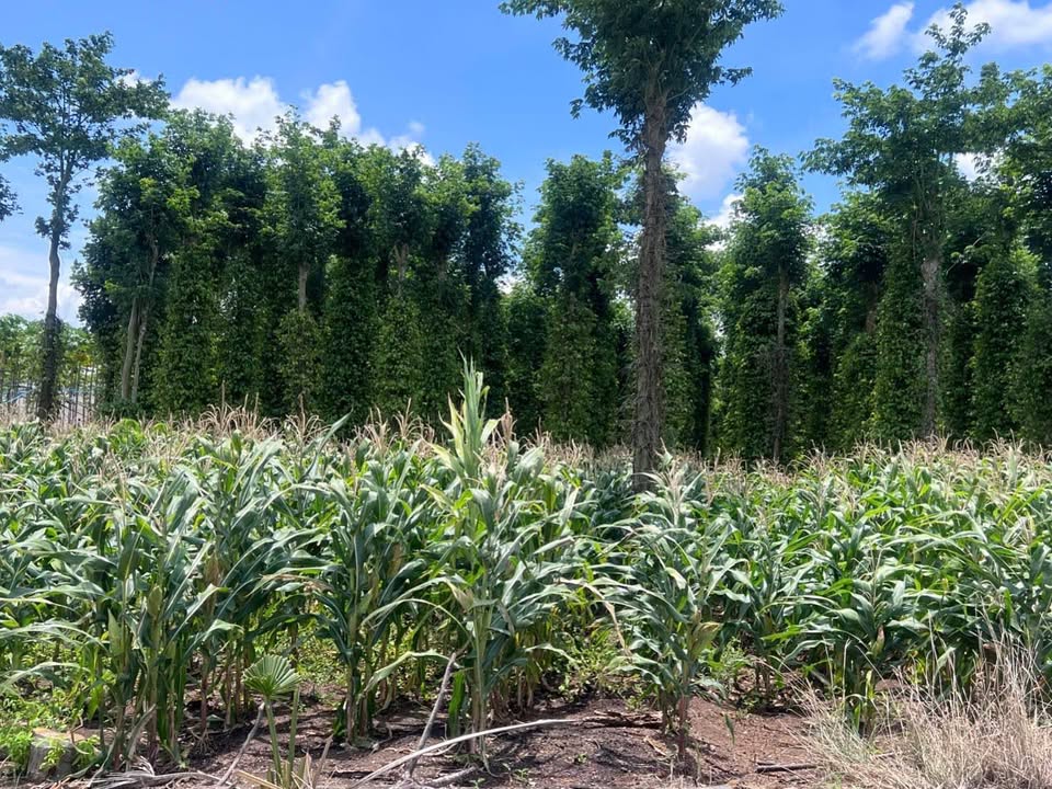 Đất mặt tiền Phước Long Thọ 1000m² giá 1.7 tỷ - Đầu tư sinh lời ngay!