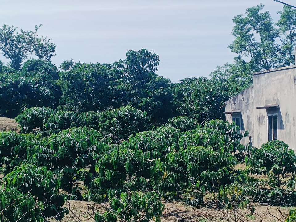 Đất nền Phúc Thọ Lâm Hà 5300m² giá 2.7 tỷ - Đường bê tông, Tiềm năng đầu tư lớn!