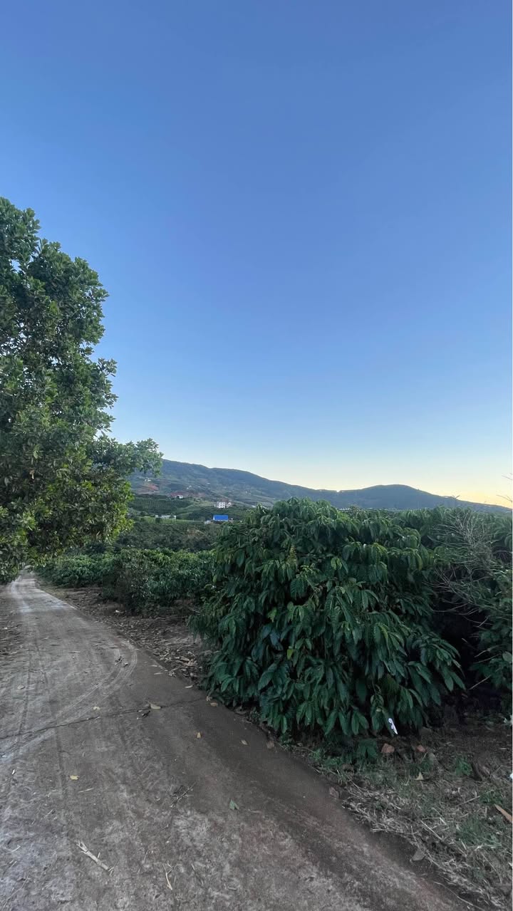 Đất vườn 6.000m² tại Đông Thanh - Cà phê thu hoạch sẵn, giá chỉ 600 triệu!