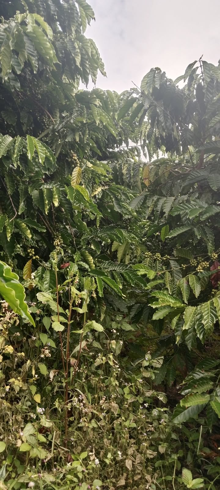 Đất Farm Phúc Thọ Lâm Hà 73000m² giá chỉ 2.35 tỷ - Đầu tư sinh lời ngay!