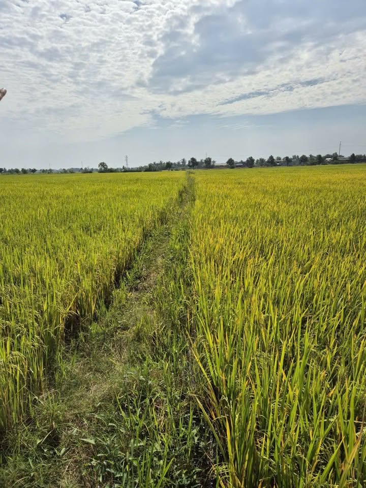 Đất lúa 2800m² xã Tân Lân, Cần Đước chỉ 325 triệu - Đầu tư sinh lời ngay!