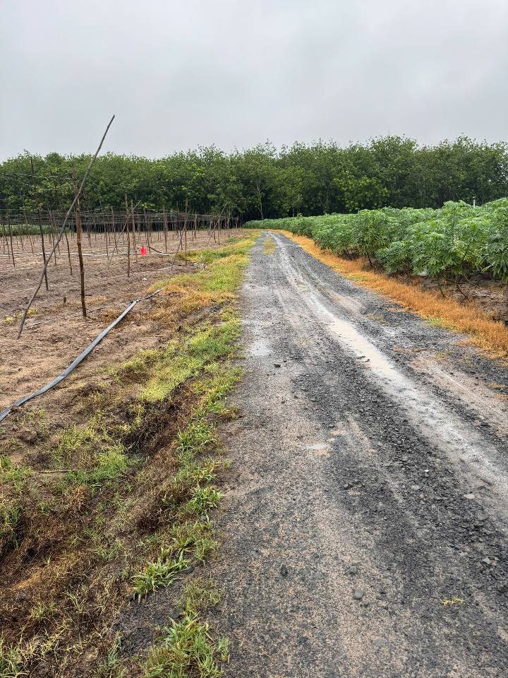 Đất nền đẹp 1000m² tại Ấp Suối Mây, Tân Biên chỉ 400 triệu - Cơ hội đầu tư sinh lời!