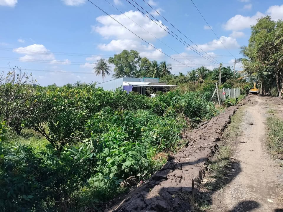 Đất cây lâu năm tại Phường Đông Thành, Bình Minh 1300m² giá 650 triệu - Đang trồng cam xoàn!