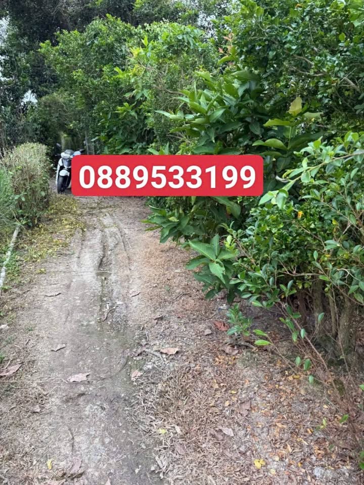 Đất chính chủ 2,1 công tại Sơn Định, Chợ Lách - Giá chỉ 1,1 tỷ VND