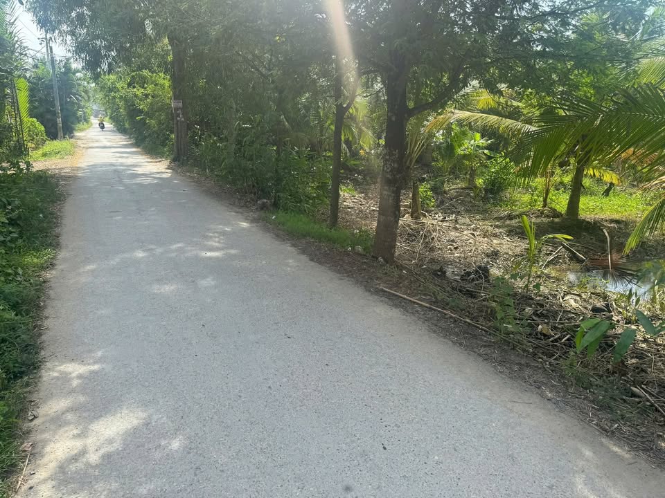 Đất vườn Tân Ngãi, Mỏ Cày Bắc 1000m² giá 1.95 tỷ - Chính chủ cần bán gấp!