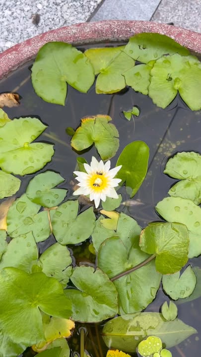 Nhà 2 tầng hẻm rộng ô tô đường Thanh Niên 50m² giá 3 tỷ - Gần biển và chợ Khu 6!