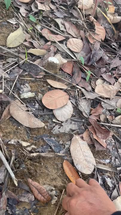 Đất nông nghiệp 1.7ha tại Ia Kreng, Chư Păh, Gia Lai - Giá chỉ 350 triệu!