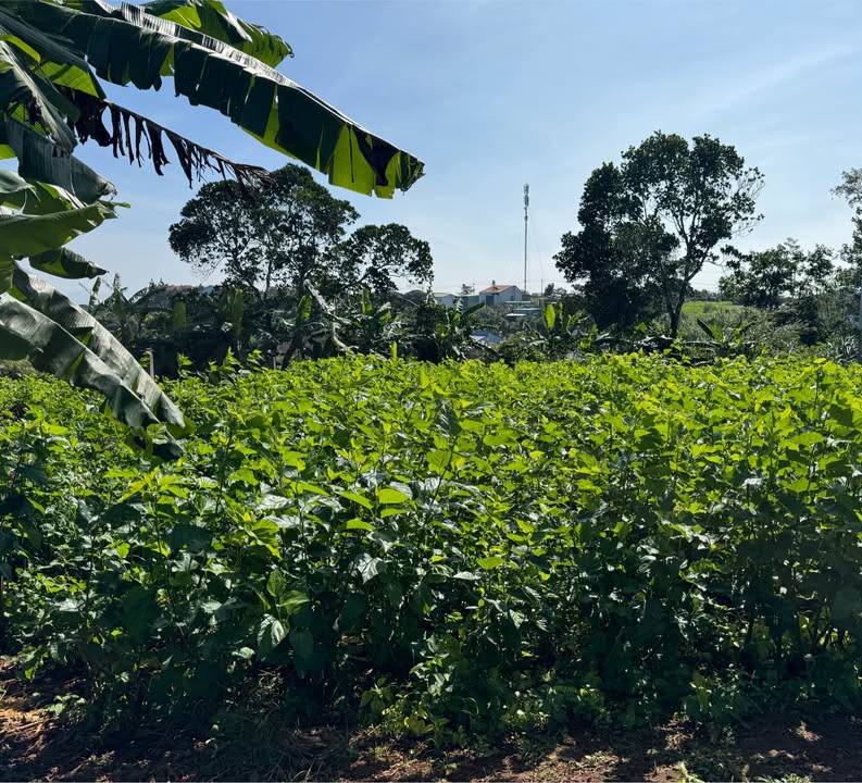 Đất đẹp Bảo Lộc 500m² giá 3.6 tỷ - Chủ hạ giá bán gấp!