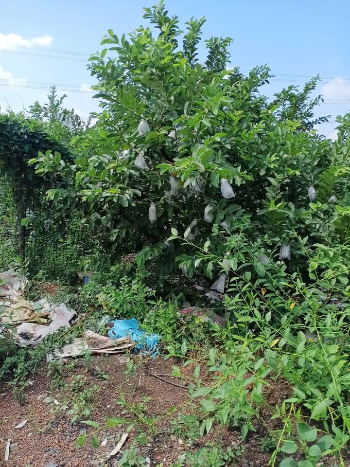 Đất thổ cư 300m² Ấp 6 Vĩnh Tân 5380m² giá 7 tỷ - Đầu tư sinh lời cao!