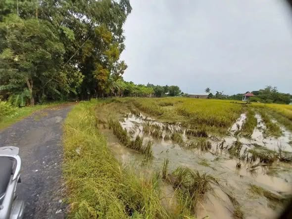 Đất nền Cần Đước Long An 337m² giá chỉ 2.2 tỷ - Đầu tư sinh lời ngay!