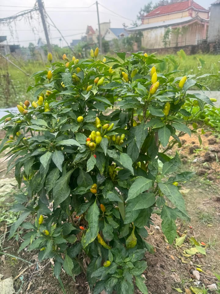 Đất nền Tân Dân, An Lão, Hải Phòng 122m² giá chỉ 1 tỷ - Đầu tư sinh lời ngay!