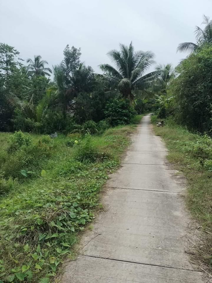 Đất thổ cư 9000m² tại Hòa Lộc, Tam Bình, Vĩnh Long giá chỉ 630 triệu - Đầu tư sinh lời ngay!