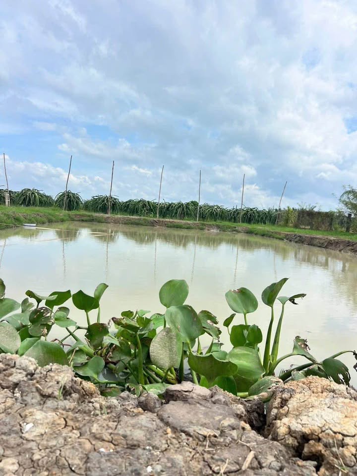 Đất nền đẹp Thanh Phú Long 969m² giá 599 triệu - Khu dân cư đông đúc