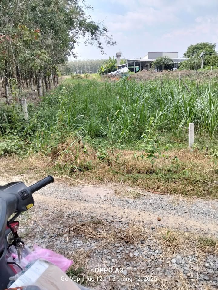 Đất nền Dương Minh Châu 1000m² giá 600 triệu - Mặt tiền kênh thoáng mát!